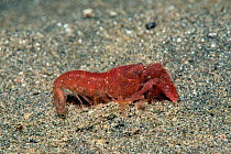 Duplicate snapping shrimp (Alpheus frontalis) on sand. Lembeh Strait, North Sulawesi, Indonesia.