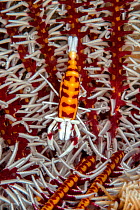 Ambon crinoid shrimp (Laomenes amboinensis) camouflaged on crinoid, Lembeh Strait, North Sulawesi, Indonesia.