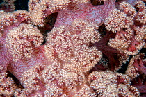 Red soft coral (Dendronephthya sp.) close up. Lembeh Strait, North Sulawesi, Indonesia.