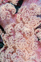 Red soft coral (Dendronephthya sp.) close up. Lembeh Strait, North Sulawesi, Indonesia.