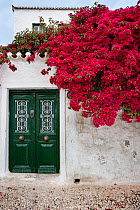 Bougainvillea flowers growing on the wall of a house, Spetses Island, Aegean Sea, Greece. April 2013.