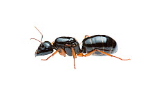 Western sugar ant (Camponotus prostans) queen, Badgingara, Western Australia. meetyourneighbours.net project