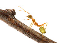 Green tree ant (Oecophylla smaragdina) on branch, Queensland, Australia. meetyourneighbours.net project