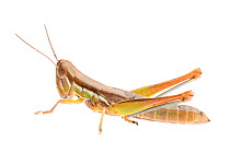 Flying Tolgadia grasshopper (Tolgadia bivittata) nymph, Queensland, Australia. meetyourneighbours.net project