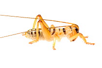 Orange raspy cricket (Hadrogryllacris sp), Western Australia. meetyourneighbours.net project