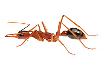 Australian bull ant (Myrmecia sp), Western Australia. meetyourneighbours.net project