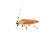 Bush cockroach (Ellipsidion humerale) nymph, Western Australia. meetyourneighbours.net project