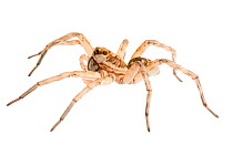 Wolf spider (Lycosa ariadnae), Western Australia. meetyourneighbours.net project