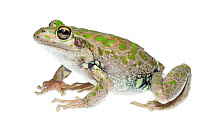Spotted-thighed frog (Litoria cyclorhyncha), Western Australia. meetyourneighbours.net project