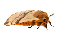 Wooly Moth (Cotana serranotata), Queensland, Australia. meetyourneighbours.net project