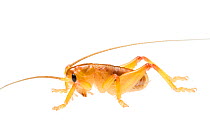 Orange raspy cricket (Hadrogryllacris sp), Western Australia. meetyourneighbours.net project