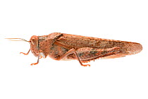 Toadhopper grasshopper (Buforania rufa), Western Australia. meetyourneighbours.net project
