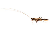 Black raspy cricket (Hadrogryllacris sp), Western Australia. meetyourneighbours.net project