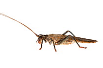 Black raspy cricket (Hadrogryllacris sp), Western Australia. meetyourneighbours.net project