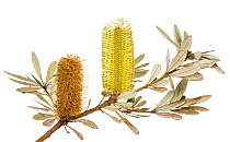 Albany Banksia (Banksia verticillata), Western Australia. meetyourneighbours.net project