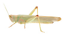 Green grasshopper (Pardillana sp), Denmark Shire, Warren Bioregion, Western Australia. meetyourneighbours.net project