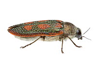 Red spotted jewel beetle (Stigmodera cancellata), Western Australia. meetyourneighbours.net project