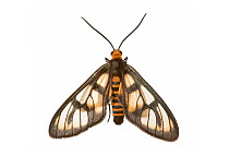 Tiger moth (Amata sp), Queensland, Australia. meetyourneighbours.net project