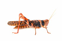 Leopard grasshopper (Stropis sp), Meekatharra Shire, Gascoyne Bioregion, Western Australia. meetyourneighbours.net project