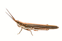 Pleasing grasshopper (Erythropomala amaena), Meekatharra Shire, Gascoyne Bioregion, Western Australia. meetyourneighbours.net project