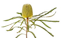 Showy Banksia (Banksia speciosa), Western Australia. meetyourneighbours.net project
