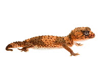 Banded knob-tailed gecko (Nephrurus wheeleri), Western Australia. meetyourneighbours.net project