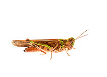 Australian plague locust (Chortoicetes terminifera), Meekatharra Shire, Gascoyne Bioregion, Western Australia. meetyourneighbours.net project