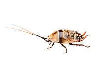 Bush cockroach (Ellipsidion humerale), Western Australia. meetyourneighbours.net project