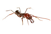 Trap-jaw ant (Odontomachus sp), Western Australia. meetyourneighbours.net project