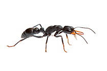Jack jumper ant (Myrmecia pilosula), Western Australia. meetyourneighbours.net project