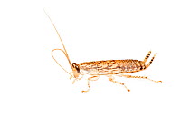 Cockroach (Balta sp) nymph, Queensland, Australia. meetyourneighbours.net project