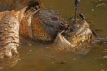 Snapping turtle (Chelydra serpentina) pair mating, Virginia, USA, September.