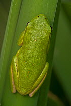 American green treefrog (Hyla cinerea) Virginia, USA, September.