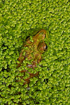 Green frog (Lithobates clamitans) amongst duckweed at surface, Washington DC, USA, August.