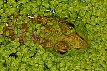 Green frog (Lithobates clamitans) amongst duckweed at surface, Washington DC, USA, August.