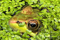 Green frog (Lithobates clamitans) amongst duckweed at surface, Washington DC, USA, September.