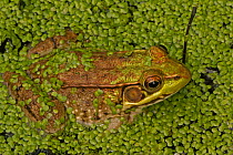 Green frog (Lithobates clamitans) amongst duckweed at surface, Washington DC, USA, September.