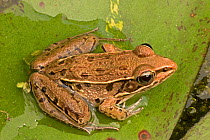Pickerel frog (Rana palustris) Washington DC, USA, September.