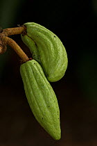 Cacao (Theobroma cacao) young fruits. Used to make chocolate, occurs in tropical regions of Central and South America.
