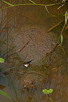 Snapping turtle (Chelydra serpentina) in water, Virginia, USA, September.