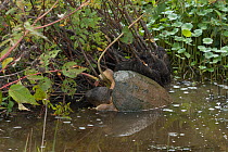 Snapping turtle (Chelydra serpentina) climbing out of water, Virginia, USA, September.
