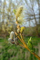 Pussy Willow / Common osier hybrid (Salix caprea x Salix viminalis) catkins, Wiltshire, UK, April.