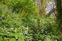 Hoary cress (Lepidium draba / Cardaria draba) a southern European species long naturialised in the UK, flowering on urban waste ground, Salisbury, UK, April.