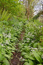 Woodland path fringed with Wild garlic / Ramsons (Allium ursinum) and Bluebells (Hyacinthoides non-scripta / Endymion non-scriptus), near Bude, Cornwall, UK, April.
