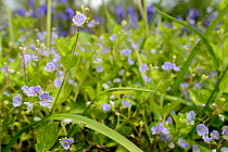 Carpet of Wood speedwell (Veronica montana) flowering in ancient woodland understorey, GWT Lower Woods reserve, Gloucestershire, UK, May.