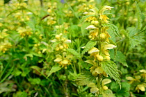 Dense stand of Yellow archangel (Lamium galeobdolum) flowering in a woodland clearing, GWT Lower Woods reserve, Gloucestershire, UK, May.