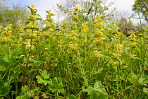 Low angle view of a dense stand of Yellow archangel (Lamium galeobdolum) flowering in a woodland clearing, GWT Lower Woods reserve, Gloucestershire, UK, May.