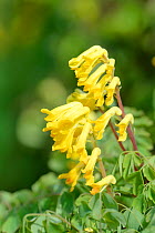 Yellow corydalis / Yellow fumitory (Pseudofumaria lutea / Corydalis lutea), an Alpine species naturalised in the UK, flowering on a wall, Lacock, Wiltshire, UK, May.