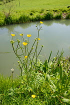 Meadow buttercups (Ranunculus acris) flowering at the edge of a hay meadow on a river bank, Wiltshire, UK, May.