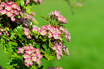 Hawthorn blossom (Crataegus monogyna), pink form, Wiltshire, UK, May.